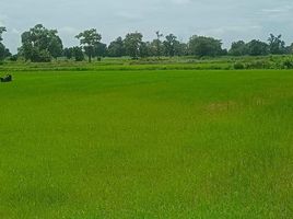  Grundstück zu verkaufen in Chakkarat, Nakhon Ratchasima, Si Lako