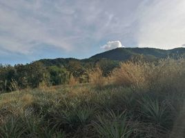  Grundstück zu verkaufen in Mae Chan, Chiang Rai, Pa Tueng, Mae Chan