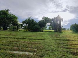  Grundstück zu verkaufen in Doi Saket, Chiang Mai, Sa-Nga Ban, Doi Saket