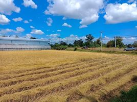  Grundstück zu verkaufen in Loeng Nok Tha, Yasothon, Sam Yaek