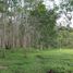  Land for sale in Thailand, Chalong, Phuket Town, Phuket, Thailand