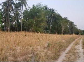  Land for sale in Wang Sai, Pak Chong, Wang Sai