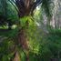  Land for sale in Krabi, Phru Tiao, Khao Phanom, Krabi