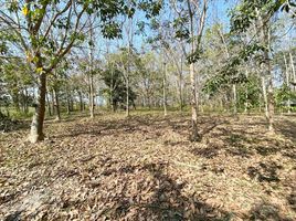  Land for sale in Wiang, Wiang Pa Pao, Wiang