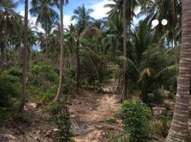  Grundstück zu verkaufen in Koh Samui, Surat Thani, Maenam