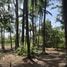  Land for sale in Sakhu, Phuket, Sakhu, Thalang