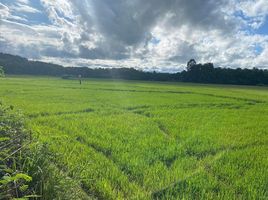  Land for sale in Nam Pua, Wiang Sa, Nam Pua