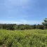  Land for sale in Koh Phangan, Surat Thani, Koh Phangan, Koh Phangan
