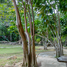  Grundstück zu verkaufen in Mueang Krabi, Krabi, Ao Nang, Mueang Krabi