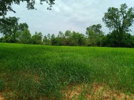  Land for sale in Ban Lao, Mueang Chaiyaphum, Ban Lao