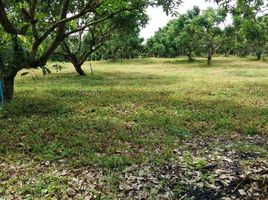 Land for sale in Thung Khao Phuang, Chiang Dao, Thung Khao Phuang