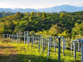  Land for sale in Chiang Mai, Si Dong Yen, Chai Prakan, Chiang Mai