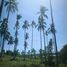  Land for sale in Maenam, Koh Samui, Maenam