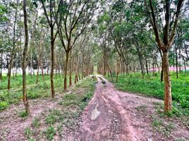  Land for sale in Makham Khu, Nikhom Phatthana, Makham Khu