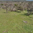  Grundstück zu verkaufen in Linares, Maule, Retiro