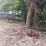 ขายที่ดิน ใน เกาะสมุย, สุราษฎร์ธานี, ตลิ่งงาม, เกาะสมุย