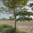 Land for sale in Mae Taeng, Chiang Mai, Khi Lek, Mae Taeng