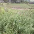  Land for sale in Uyumbicho, Pichincha, Uyumbicho
