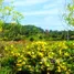 ขายที่ดิน ใน หัวหิน ประจวบคีรีขันธ์, หนองแก, หัวหิน, ประจวบคีรีขันธ์, ไทย