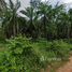  Terrain for sale in Songkhla, Khlong Hoi Khong, Khlong Hoi Khong, Songkhla