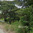  Land for sale in Mueang Lamphun, Lamphun, Ton Thong, Mueang Lamphun