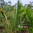  Terreno (Parcela) en venta en Pauini, Amazonas, Pauini