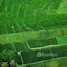  Terreno (Parcela) en venta en Abiansemal, Bali, Abiansemal, Badung