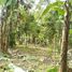  Land for sale in Turrialba Cartago, Turrialba, Cartago, Costa Rica
