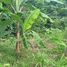  Land for sale in Amazonas, Presidente Figueiredo, Presidente Figueiredo, Amazonas