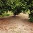  Land for sale in Saraburi, Dao Rueang, Mueang Saraburi, Saraburi