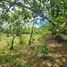  Land for sale in Suan Taeng, Chumphon, Suan Taeng, Lamae, Chumphon