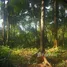  Land for sale in Kathu Phuket, Kathu, Kathu, Phuket