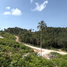  Grundstück zu verkaufen in Ko Pha-Ngan, Surat Thani, Ko Pha-Ngan, Ko Pha-Ngan
