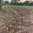  Land for sale in Nong Ya Khao, Nakhon Ratchasima, Nong Ya Khao, Sikhio, Nakhon Ratchasima