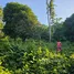  Terreno (Parcela) en venta en Tubigon, Central Visayas, Tubigon