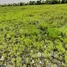  Terrain for sale in Indonésie, Paberiwai, Sumba Timur, East Nusa Tenggara, Indonésie