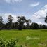  Land for sale in Thailand, Kut Phia Khom, Chonnabot, Khon Kaen, Thailand