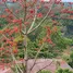  Terreno (Parcela) en venta en Parkridge estate , Antipolo City