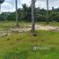  Land for sale in Laguna, Choeng Thale, Choeng Thale