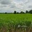  Land for sale in Wang Rong Yai, Nakhon Ratchasima, Wang Rong Yai, Sikhio, Nakhon Ratchasima