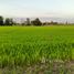  Земельный участок for sale in Bueng San, Nakhon Nayok, Bueng San, Ongkharak