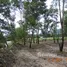ขายที่ดิน ใน โคกกลอย, พังงา, โคกกลอย