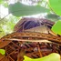 在印度尼西亚 / 印度尼西亞出售的 屋, Ubud, Gianyar, 里岛, 印度尼西亚 / 印度尼西亞