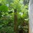  Земельный участок for sale in Pa Khlok, Пхукет, Pa Khlok, Тхаланг