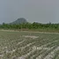  Land for sale in Prachuap Khiri Khan, Wang Phong, Pran Buri, Prachuap Khiri Khan
