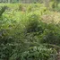  Terreno (Parcela) en venta en Akwapim North, Eastern, Akwapim North, Eastern