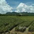 Land for sale in Nong Phlap, Hua Hin, Nong Phlap, Hua Hin, Prachuap Khiri Khan