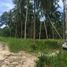  Land for sale in Koh Samui, Lipa Noi, Koh Samui