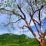  Land for sale in Nayarit, Compostela, Nayarit