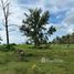  Land for sale in Thailand, Khok Kloi, Takua Thung, Phangnga, Thailand